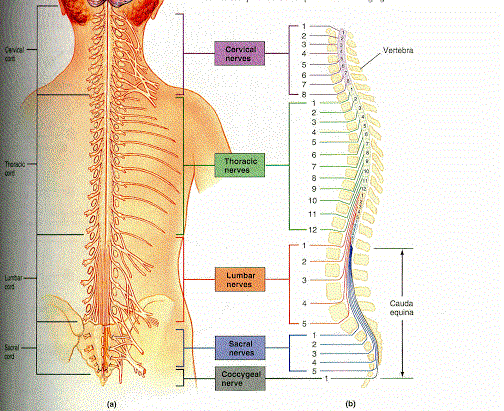 esquema de la columna vertebral y sus partes