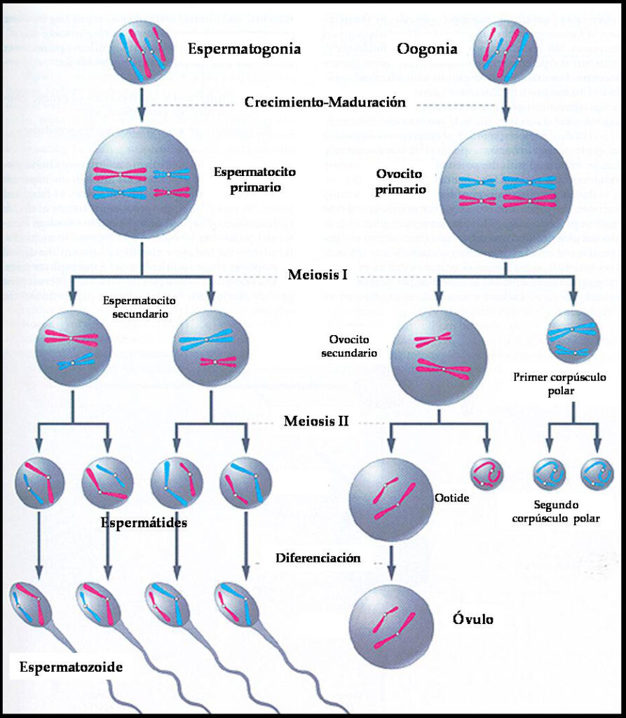 esquema del proceso de gametogenesis
