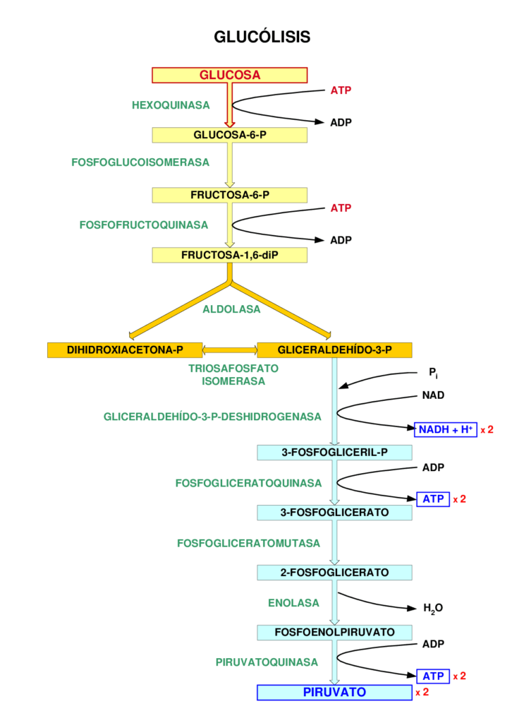 esquema del ciclo de la glucólisis