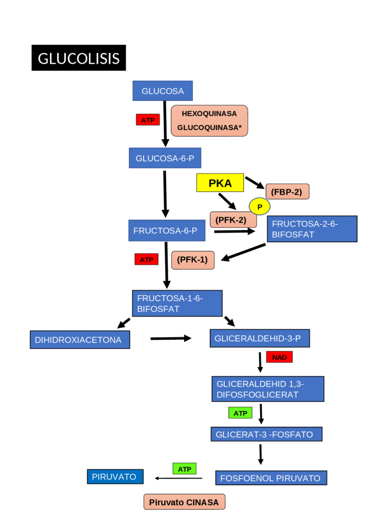 esquema de la glucólisis y ciclo de krebs