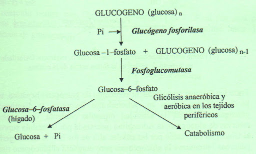 esquema de la glucólisis anaerobia