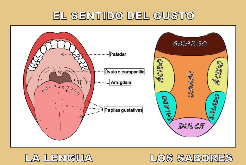 esquema sobre la lengua española