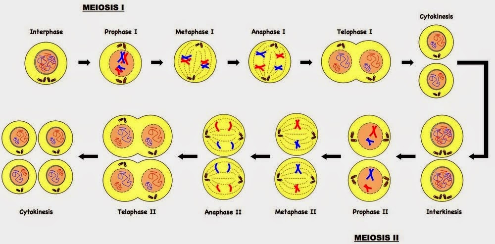 esquema de la meiosis y mitosis