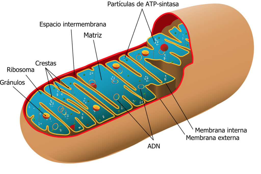 esquema de la mitocondria y sus partes