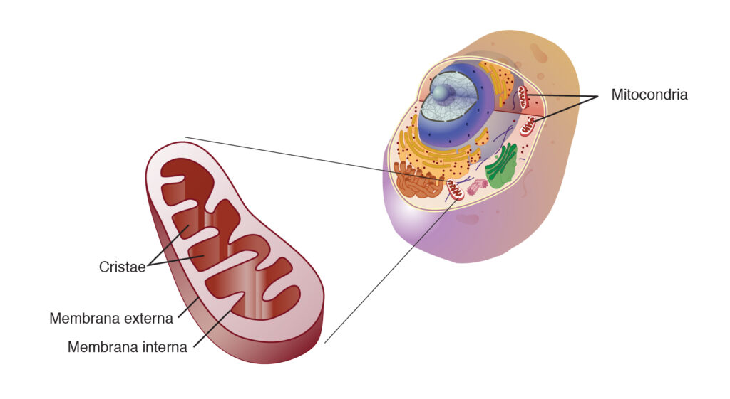 esquema de mitocondria y cloroplasto