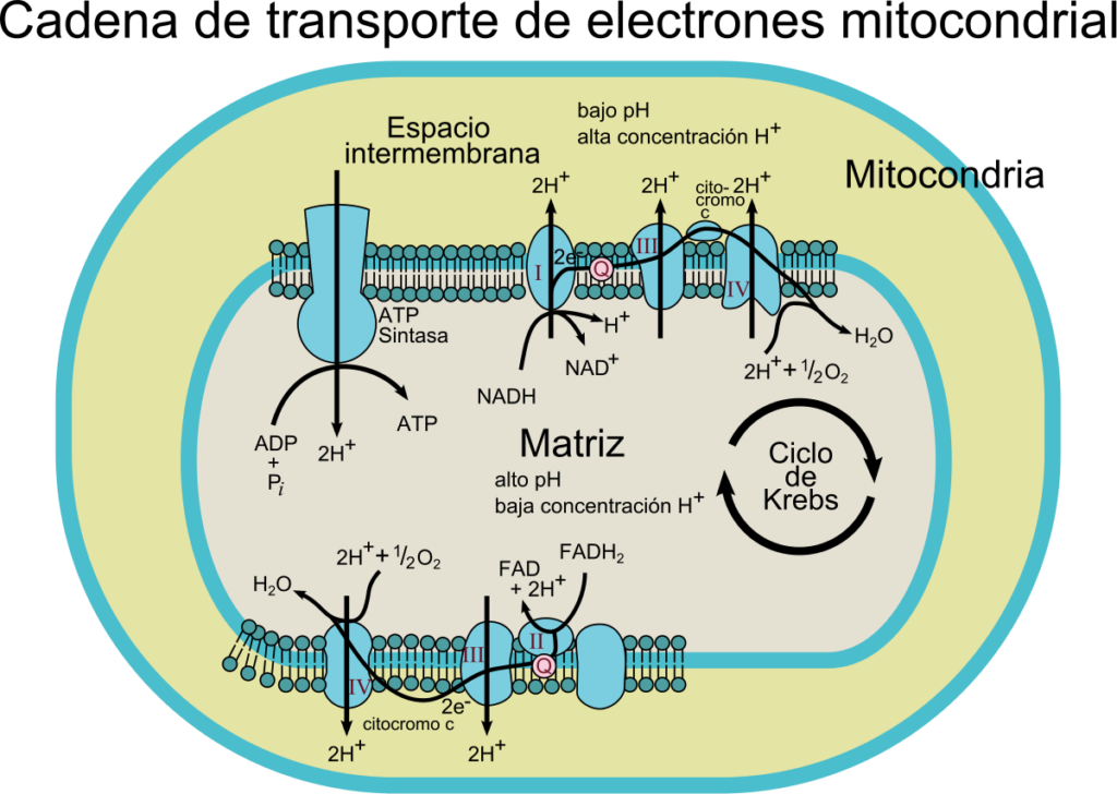 esquema mitocondrial