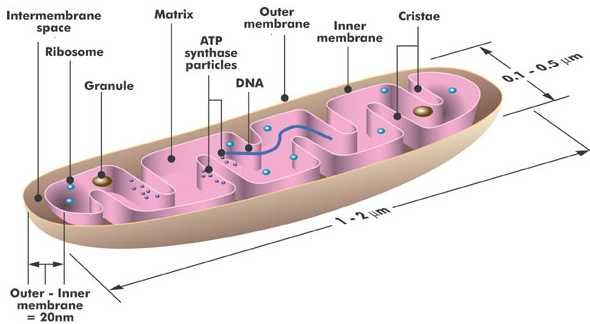 esquema de la mitocondria