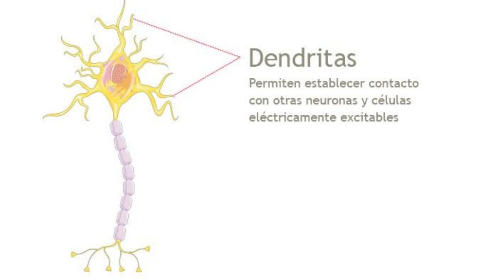 esquema de la neurona con todas sus referencias
