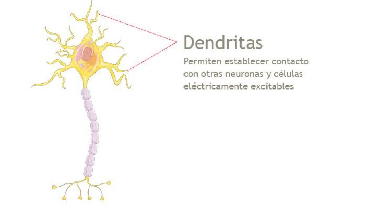 Esquema De La Neurona Fotos Gu A