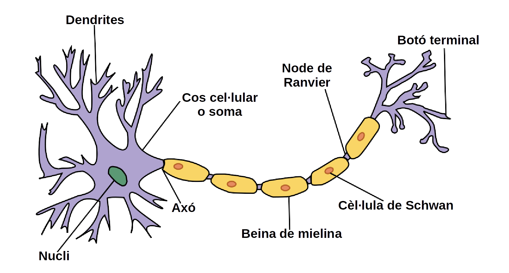 Esquema De La Neurona Fotos Gu A