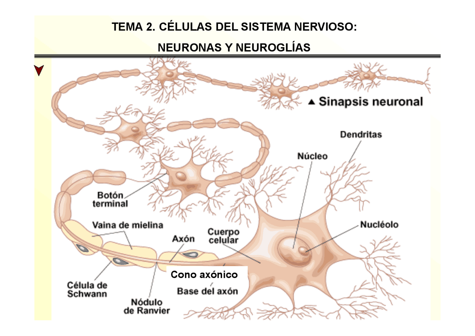 Esquema De La Neurona Fotos Gu A