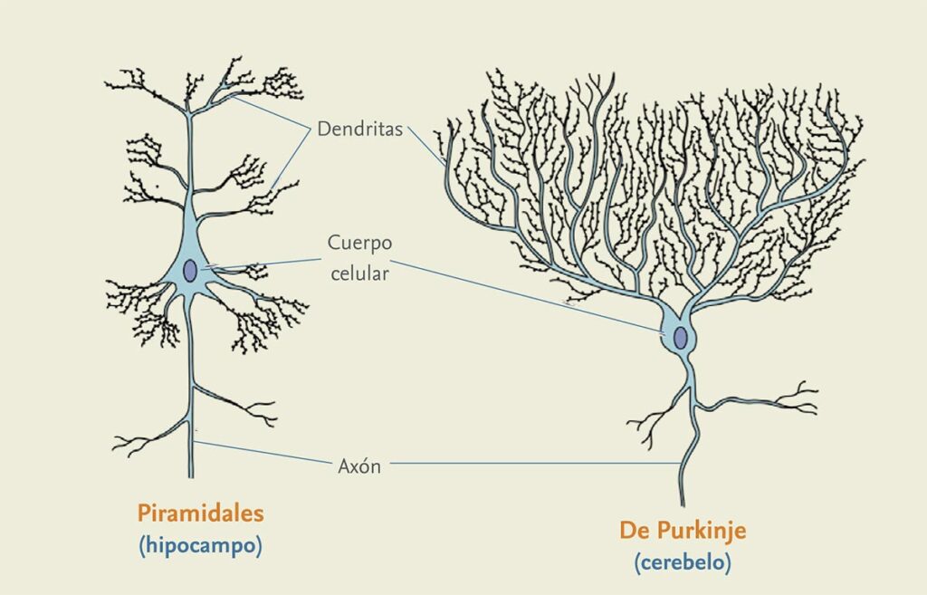 esquema de la neurona y sus partes	