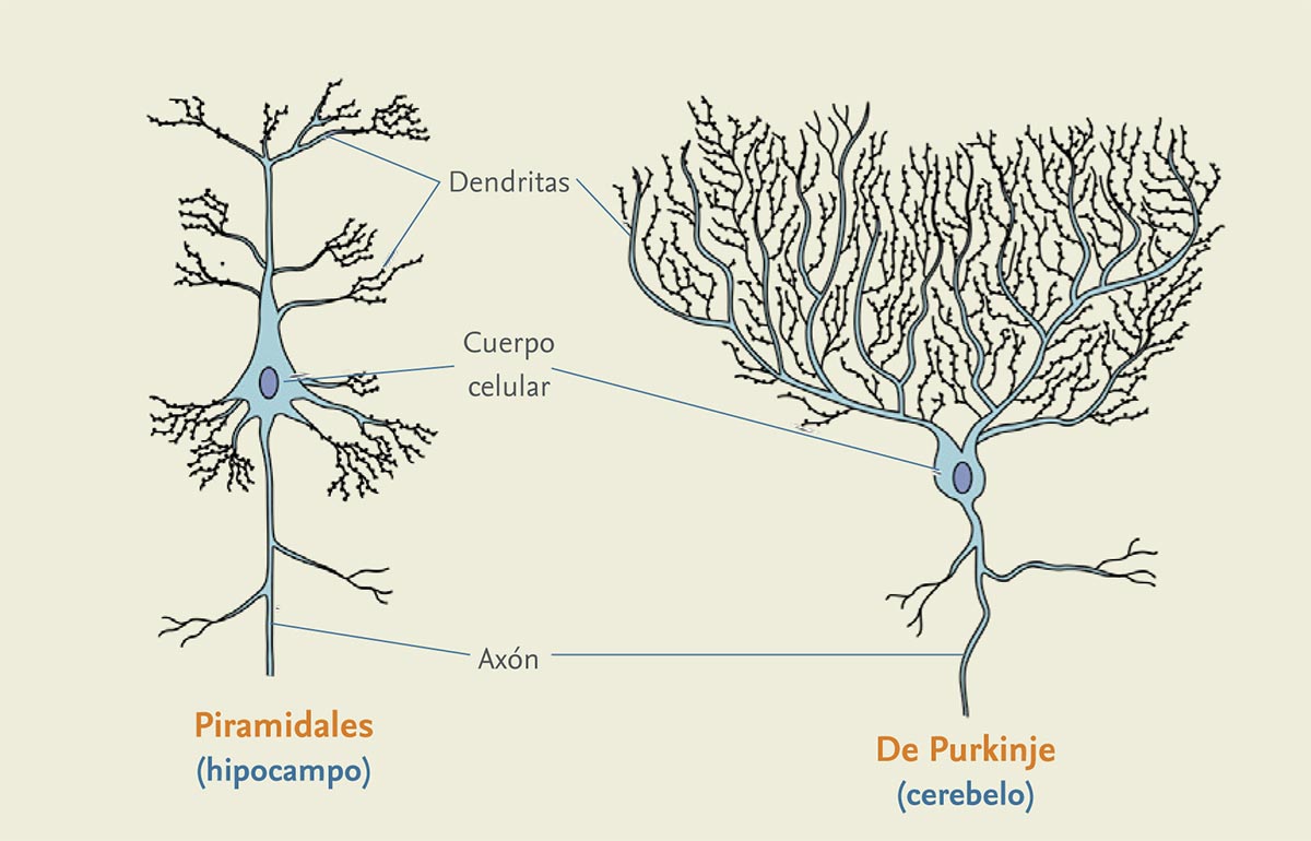 Esquema De La Neurona Fotos Gu A