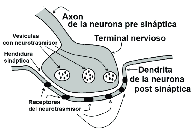 esquema de la sinapsis neuromuscular