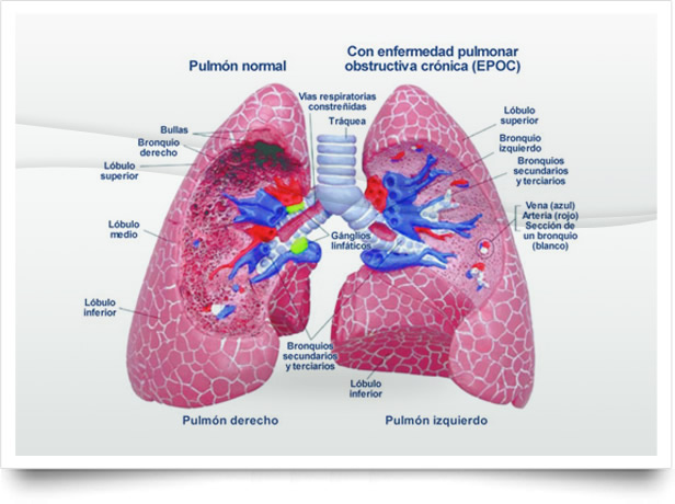 esquema de circulacion pulmonar
