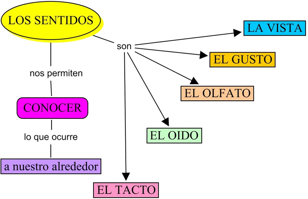 Esquema De Los Sentidos Fotos Gu A