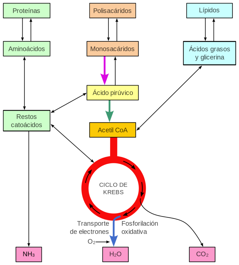 esquema de la sintesis de proteinas