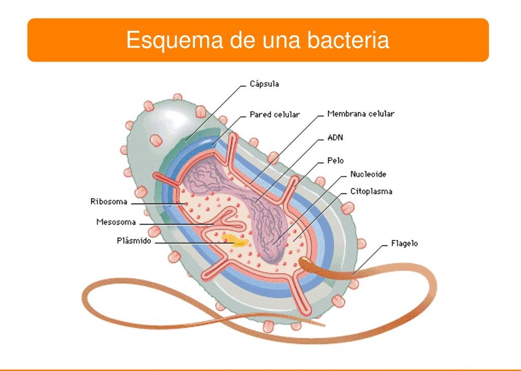 esquema de una bacteria y sus partes	