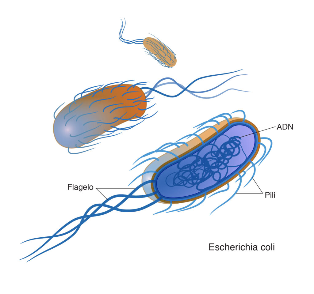 esquema de una bacteria y sus partes