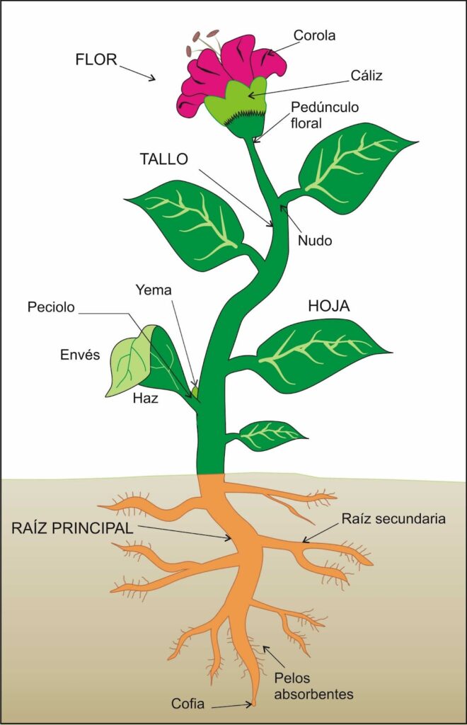esquema de una planta y sus funciones