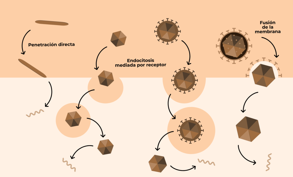 esquema de virus bacterias y hongos