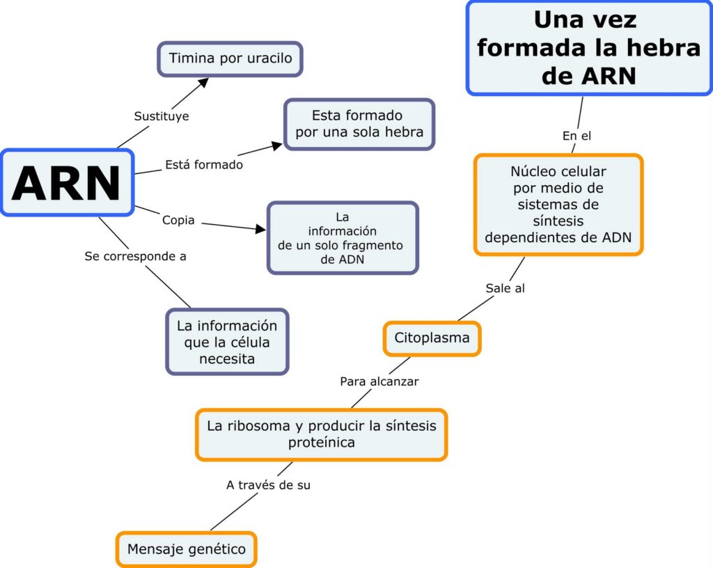 esquema del adn y sus componentes