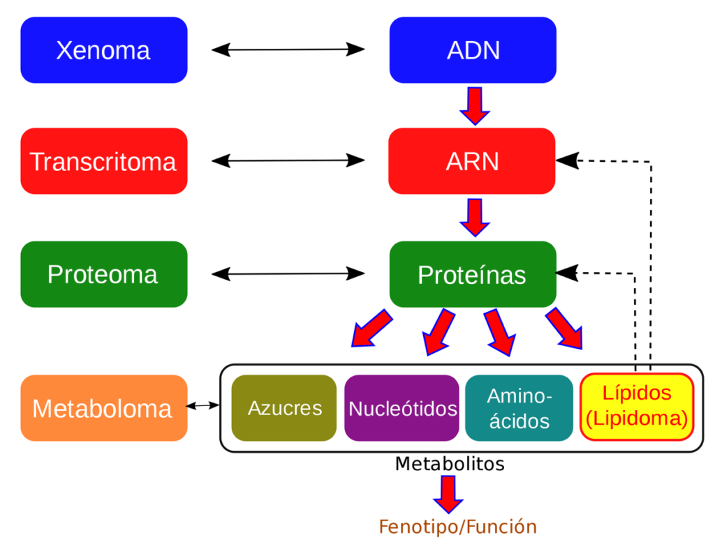 esquema del adn núcleo célula bases nitrogenadas gen y cromosoma