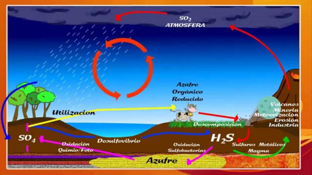 esquema del ciclo biogeoquimico del azufre