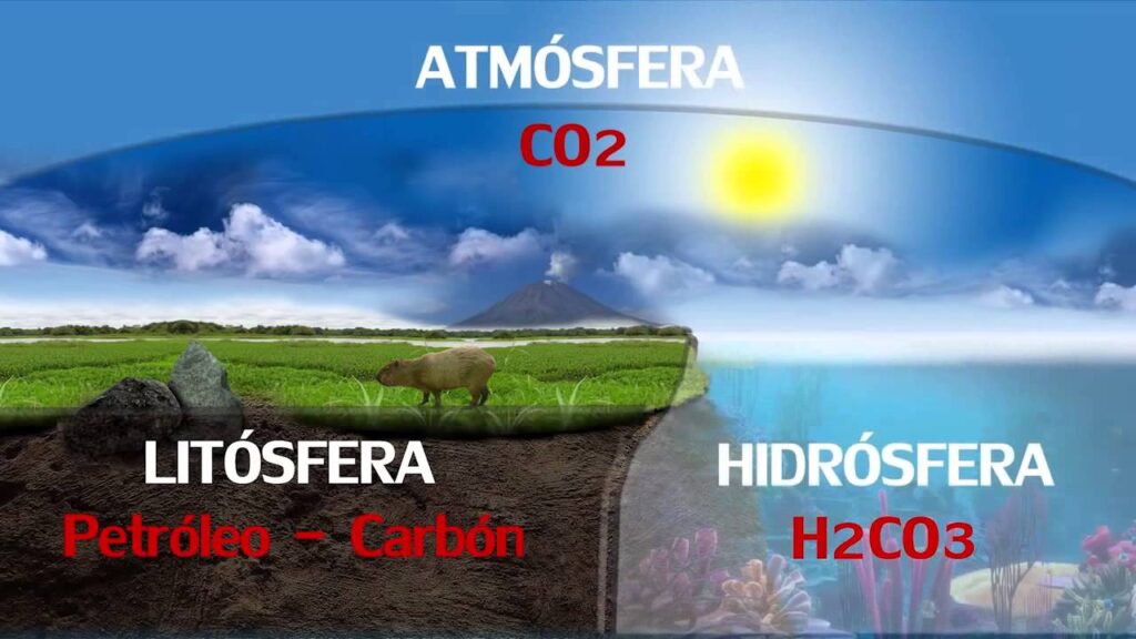 esquema del ciclo del carbono en la naturaleza