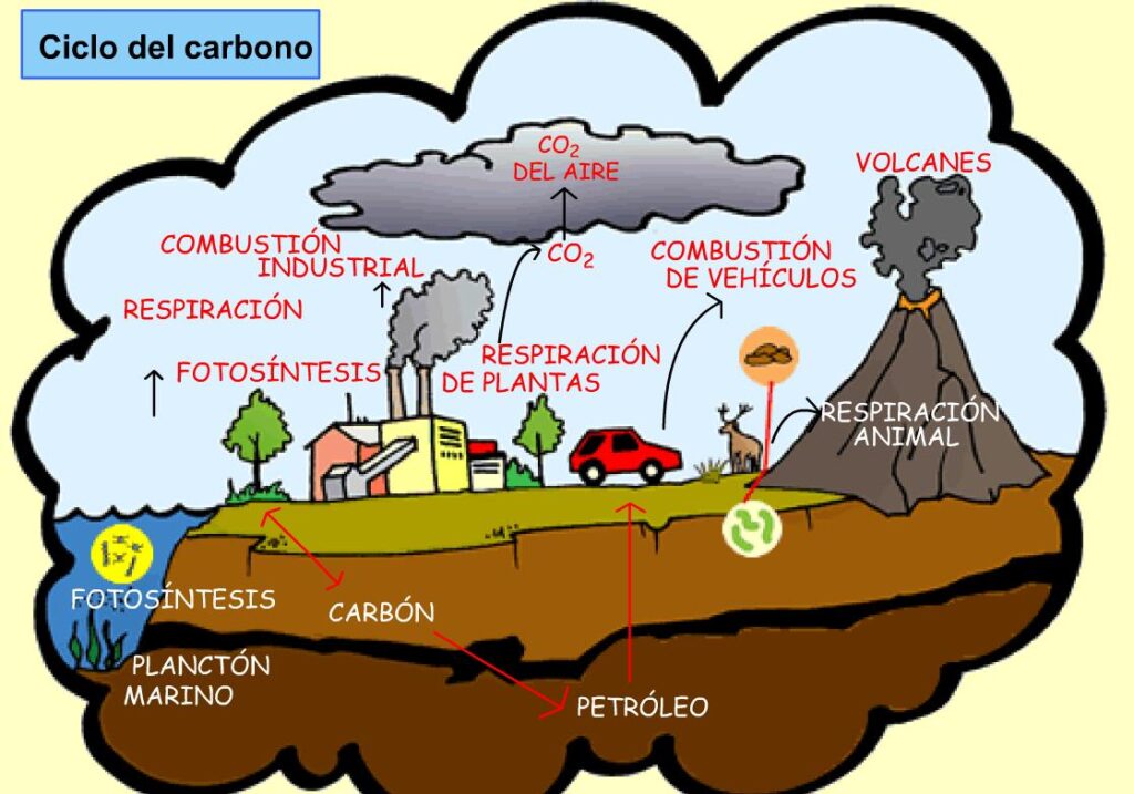 esquema del ciclo del carbono y oxigeno