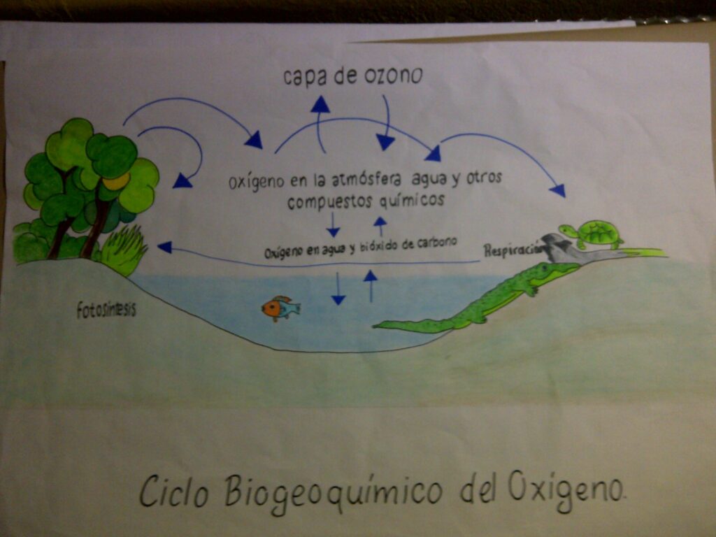 esquema del ciclo de oxigeno