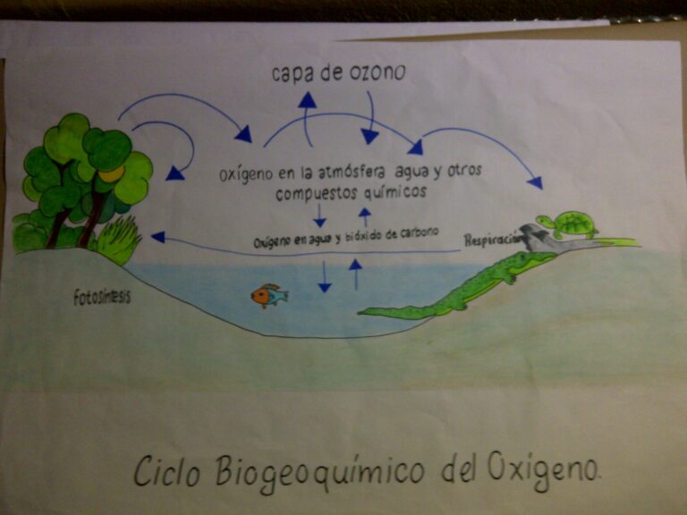 Esquema Del Ciclo Del Oxigeno Fotos Gu A