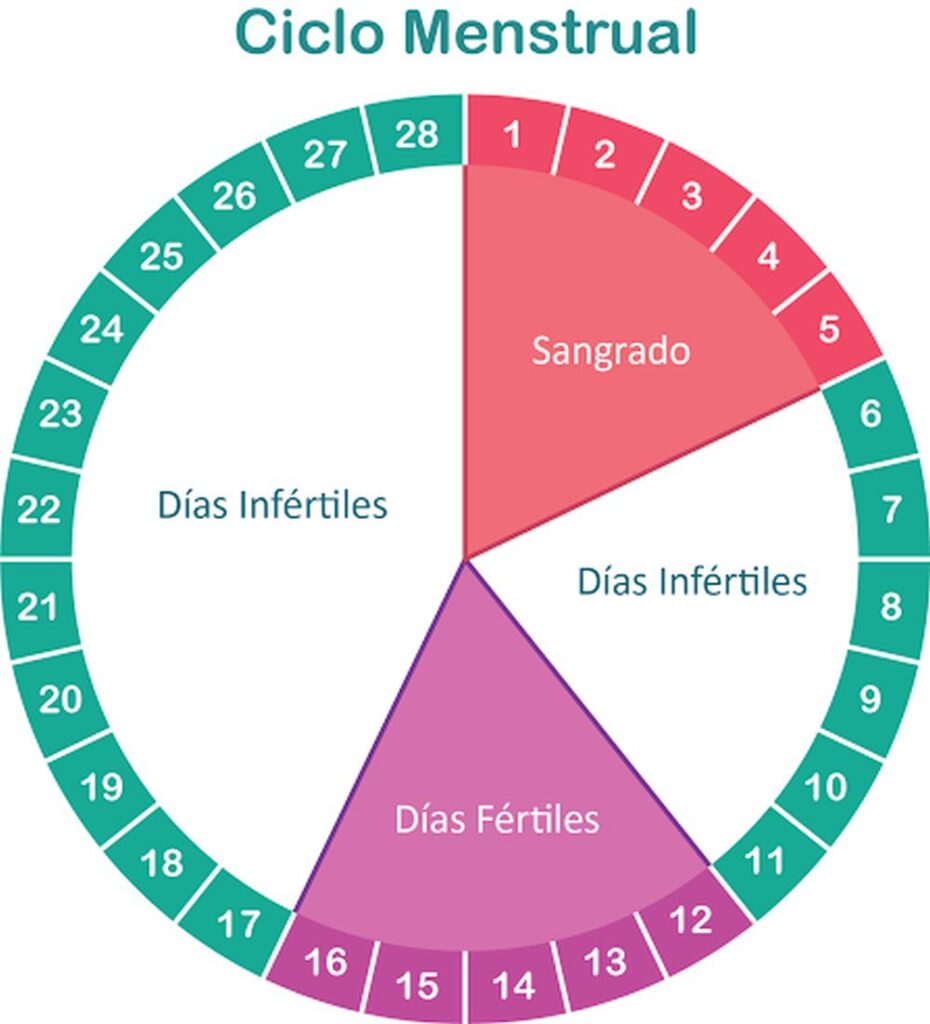 esquema del ciclo menstrual y ovárico