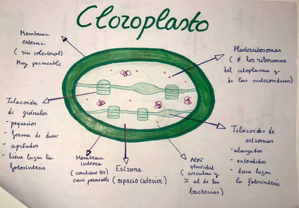 esquema del cloroplasto y sus partes	