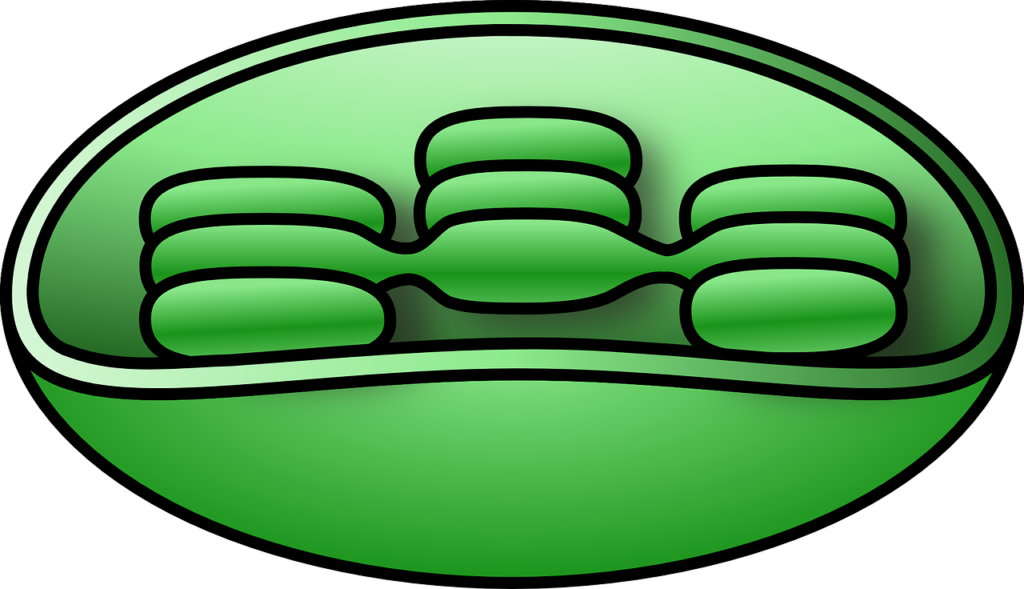 esquema de la estructura del cloroplasto