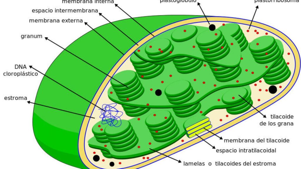 esquema de cloroplasto y sus partes