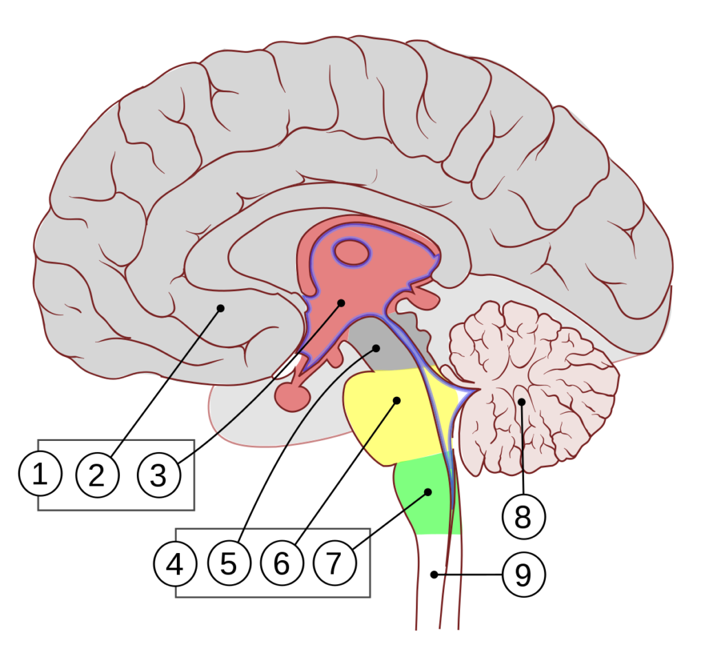 esquema del encefalo para colorear