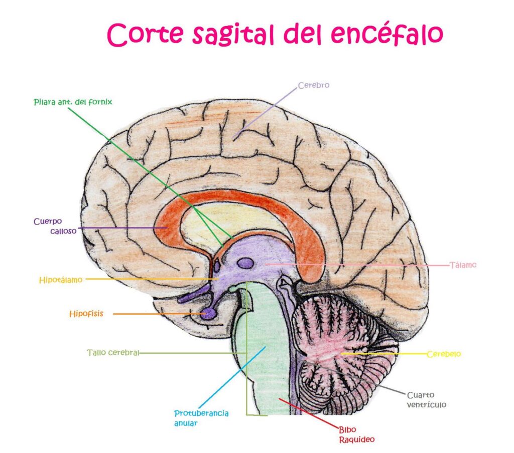 esquema de tronco del encefalo
