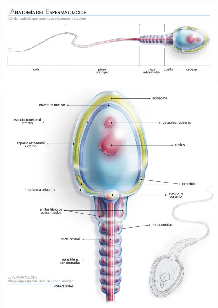 esquema del espermatozoide y sus partes