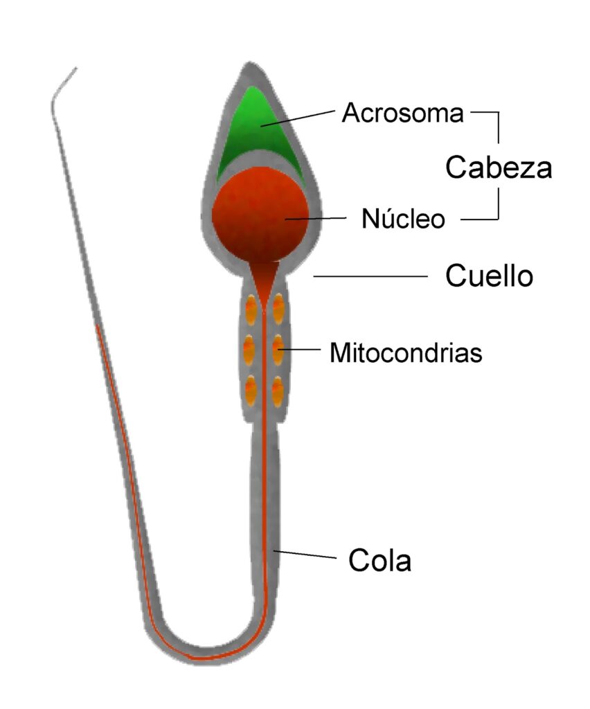 esquema del espermatozoide y el ovulo