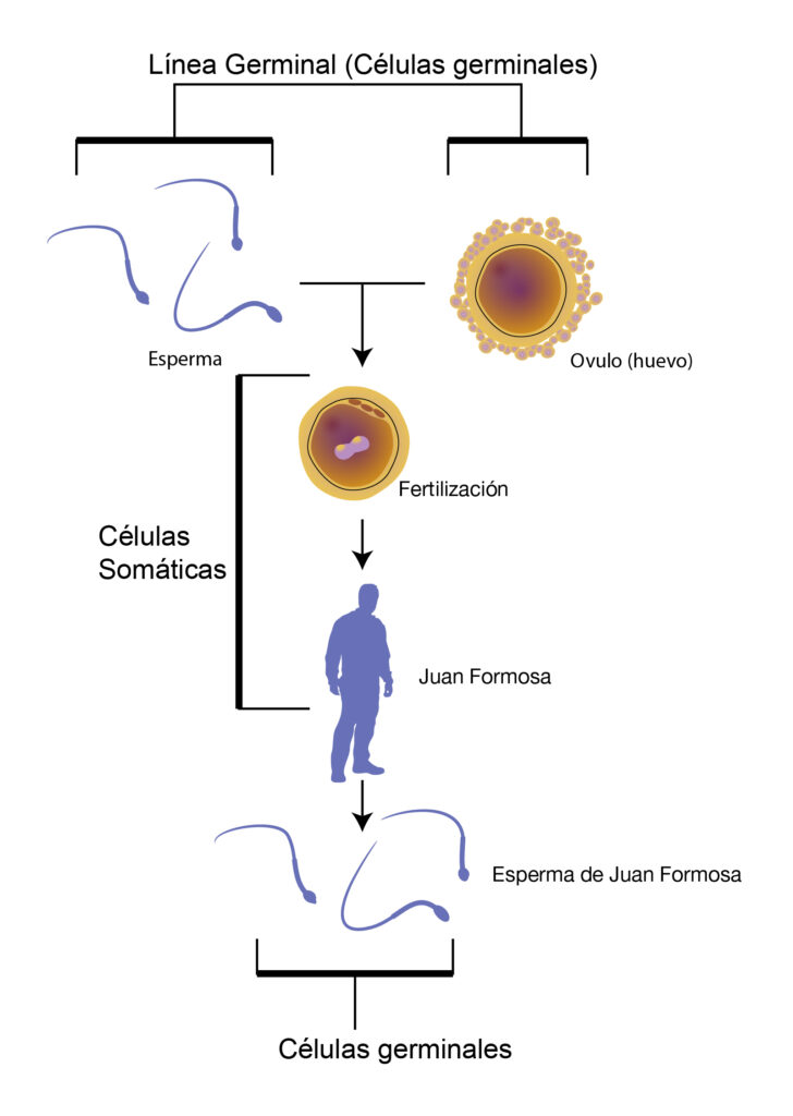 esquema del espermatozoide y sus funciones