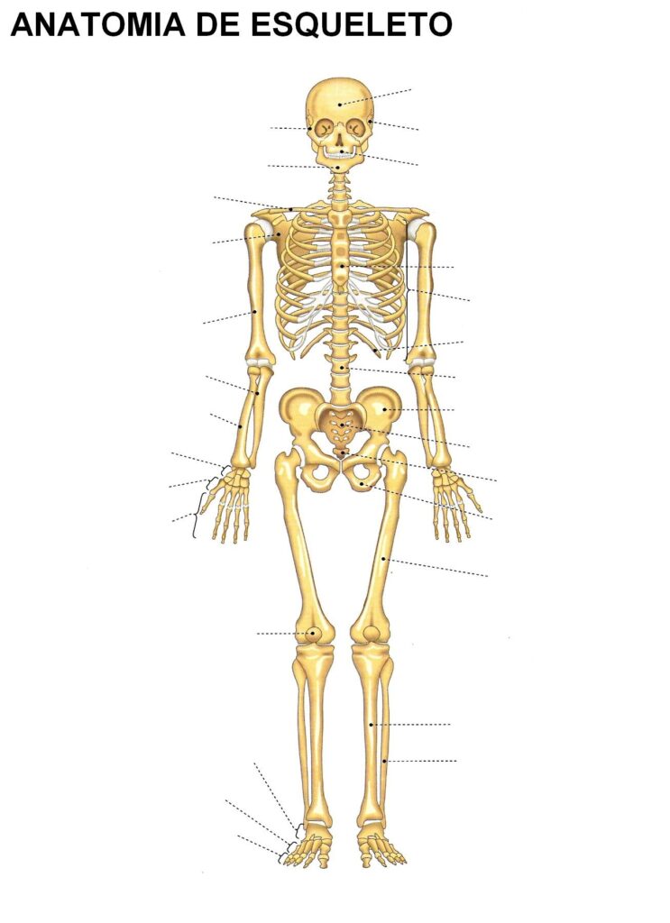 esquema del esqueleto humano con nombres	