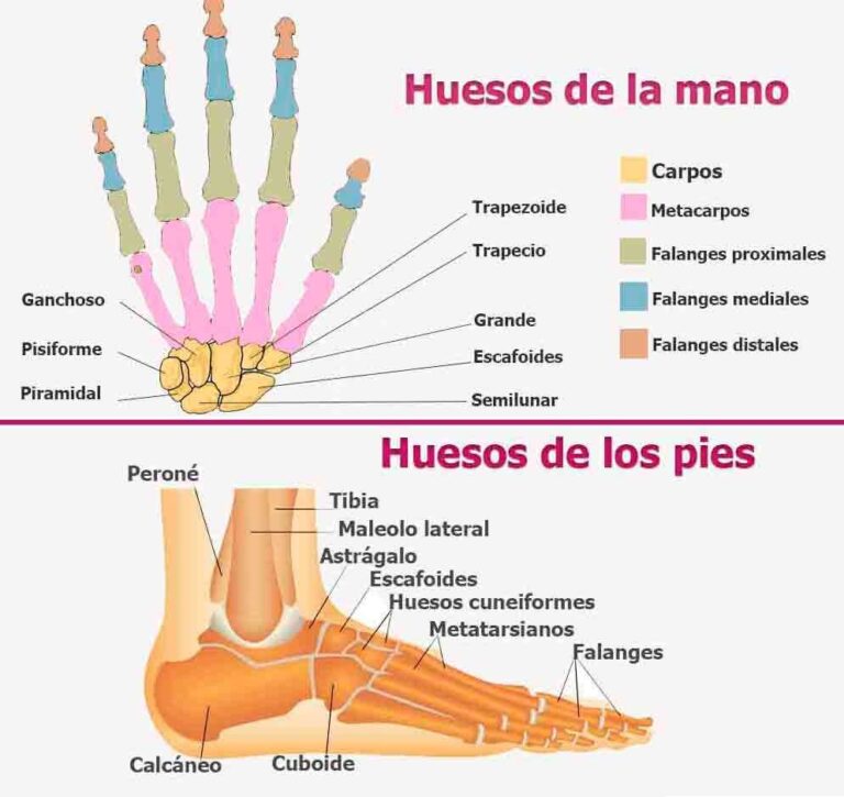 Esquema Del Esqueleto Humano Fotos Gu A