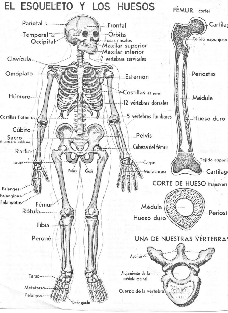 esquema del esqueleto humano y sus principales huesos