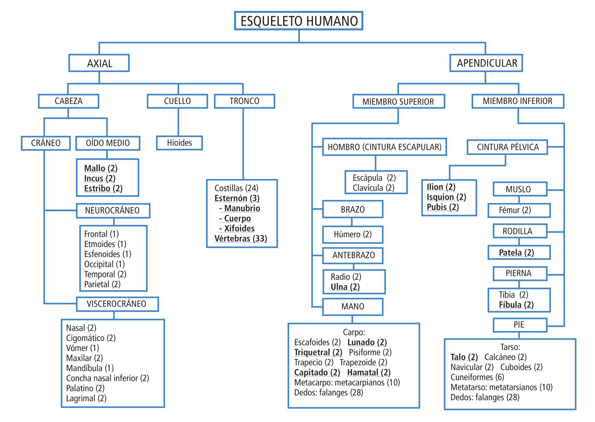 Esquema Del Esqueleto Humano Fotos Gu A