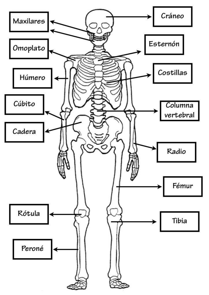 esquema del cuerpo humano