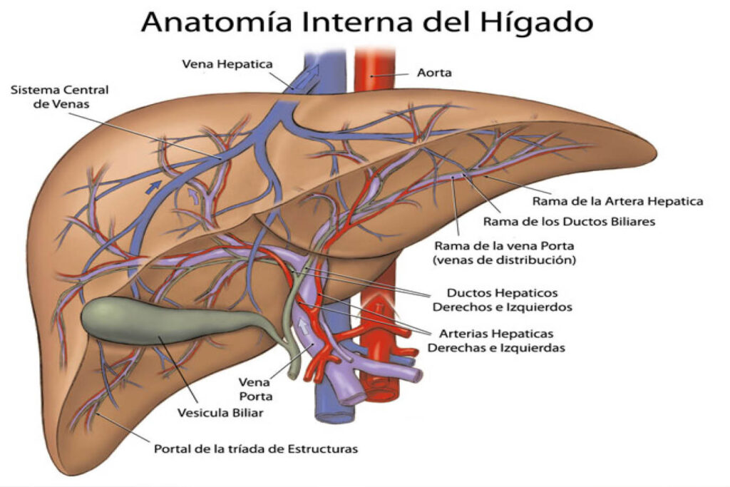 esquema de la anatomia del hígado
