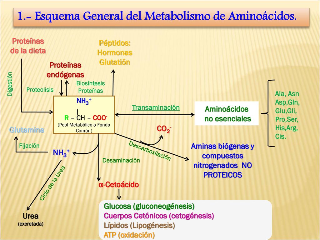 esquema del metabolismo anabolismo y catabolismo