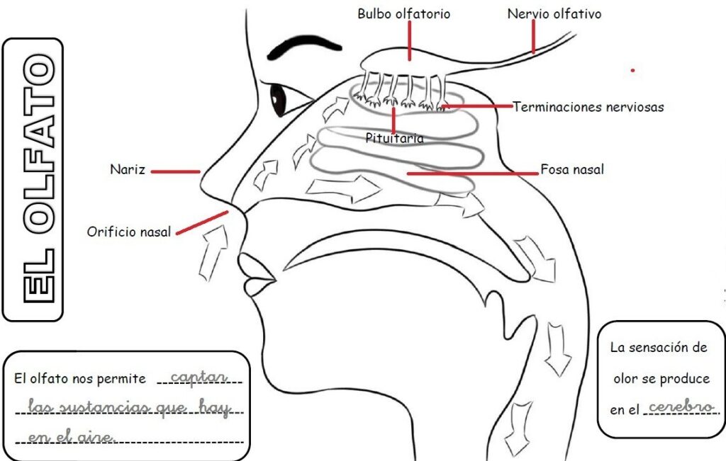 esquema del olfato y sus partes