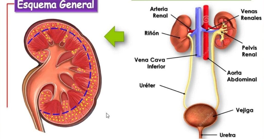 esquema del riñón y sus funciones